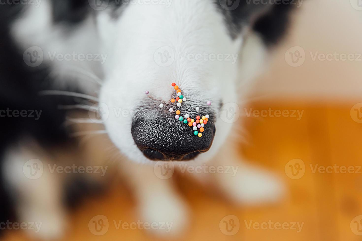 concept de joyeuses pâques. préparation des vacances. mignon petit chien border collie avec des points saupoudrés de sucre sur le nez. nez de doge avec décoration pour gâteau et boulangerie, gros plan. carte de voeux de printemps. photo