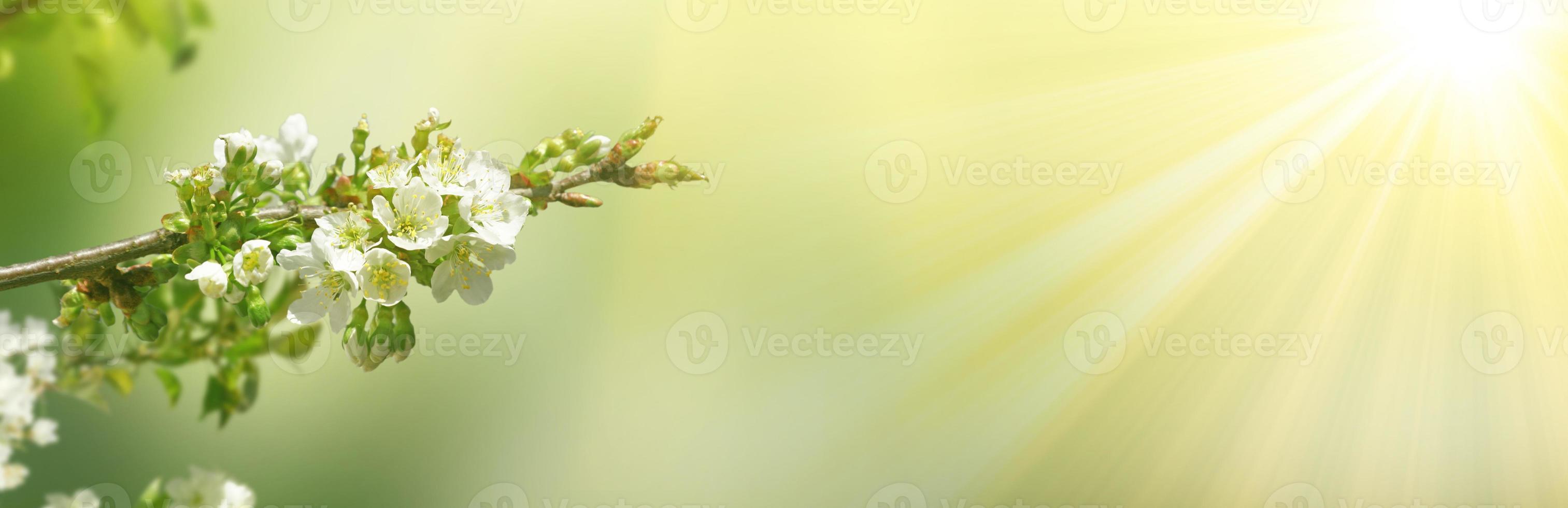 belle branche d'arbre en fleurs au printemps. photo