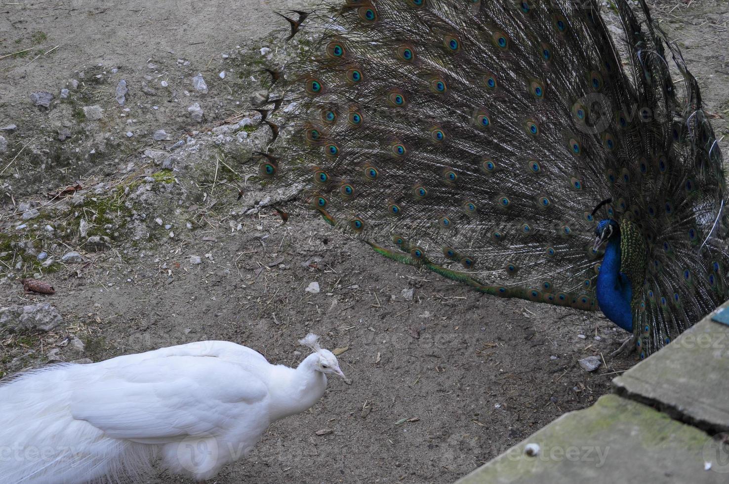 paon oiseau animal photo