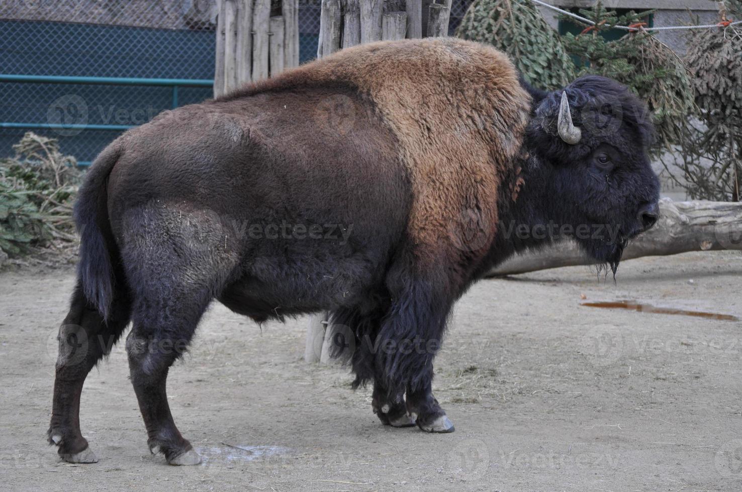 animal mammifère bison américain photo