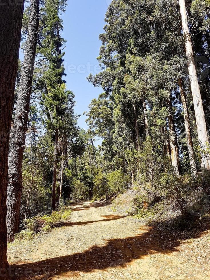 sentier de randonnée dans le parc national de tablemountain, le cap. photo