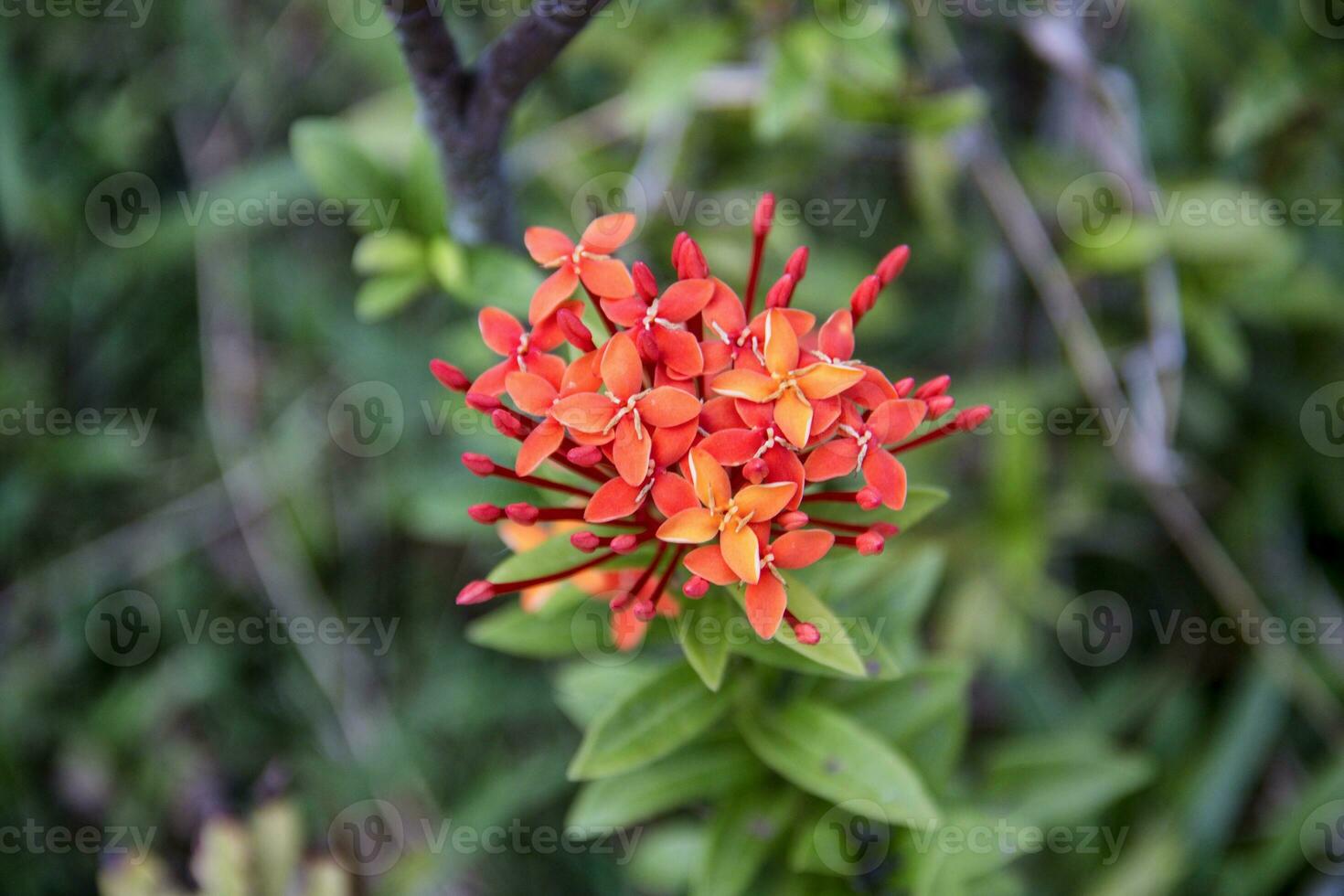 fleurs qui fleurissent dans le jardin. photo