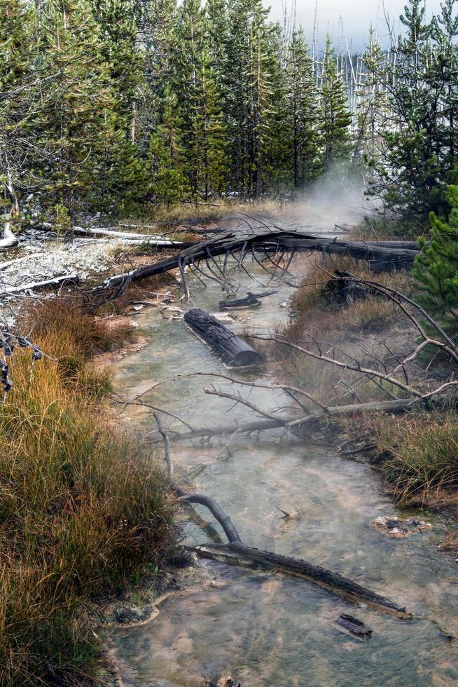 arbres morts dans un ruisseau de Yellowstone photo