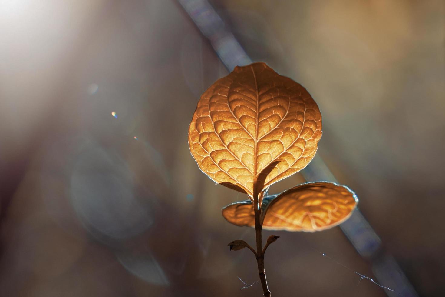 feuilles brunes des arbres en automne photo