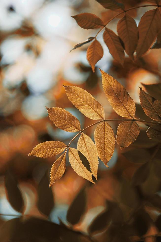 feuilles brunes des arbres en automne photo