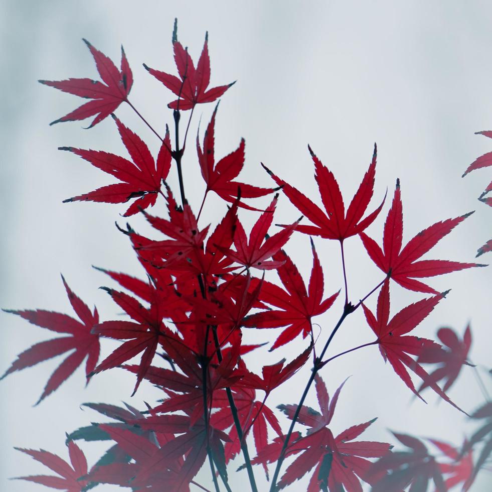 feuilles d'érable rouge en automne photo