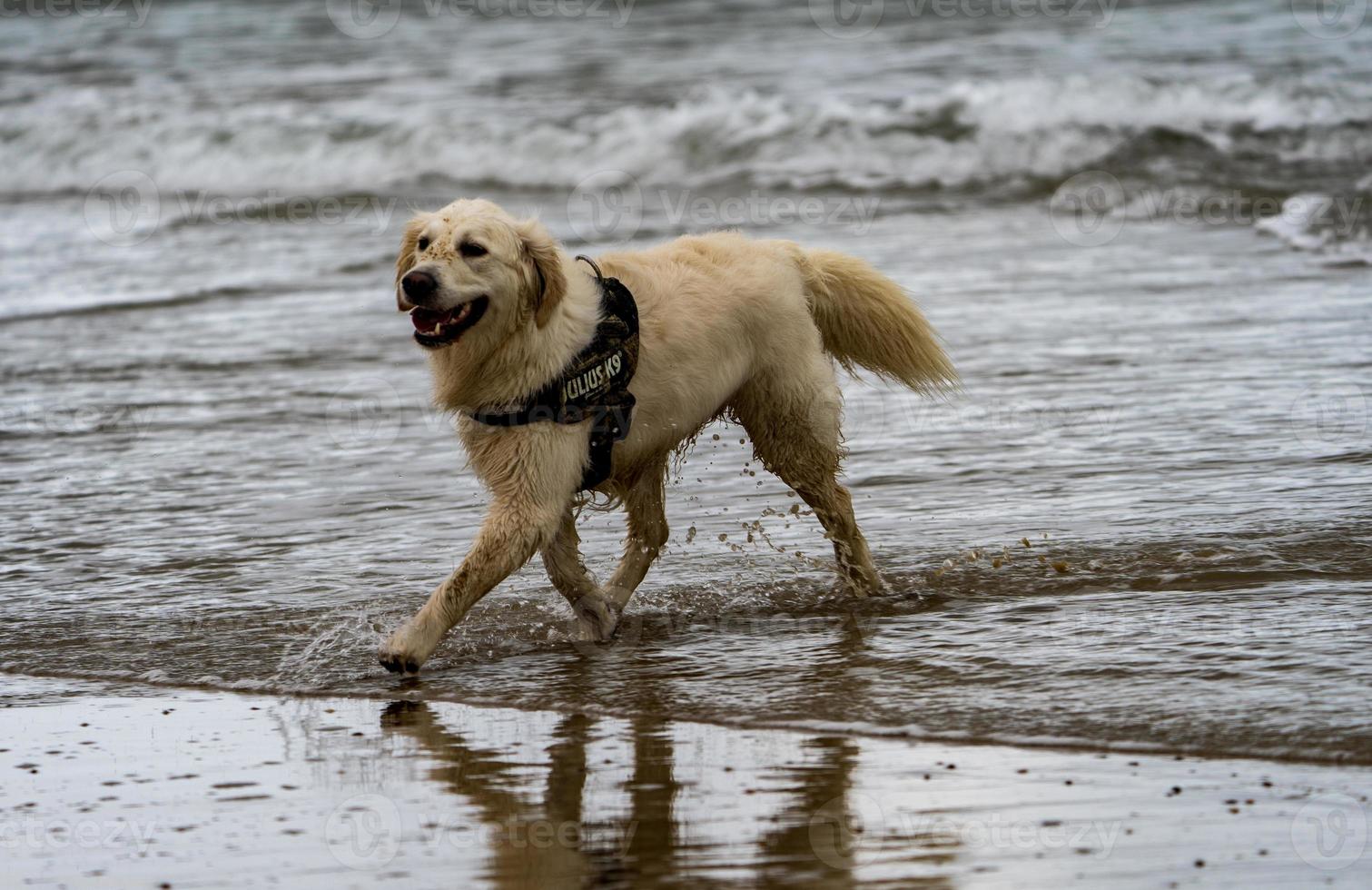 golden retriever sortant de la mer photo