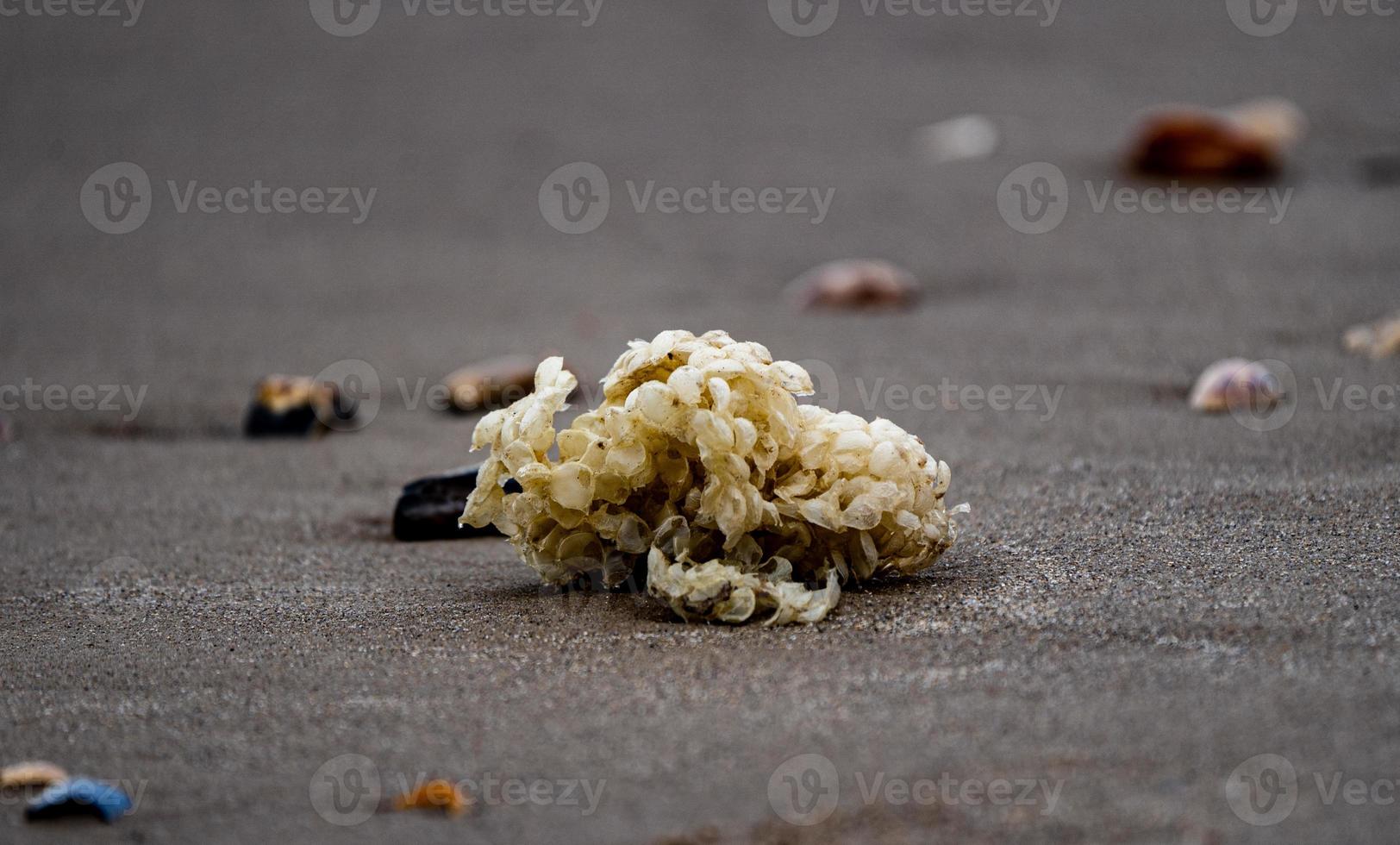 algues mortes échouées sur la plage photo