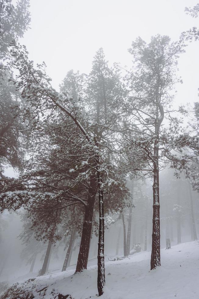 neige sur l'arbre dans la montagne en hiver photo