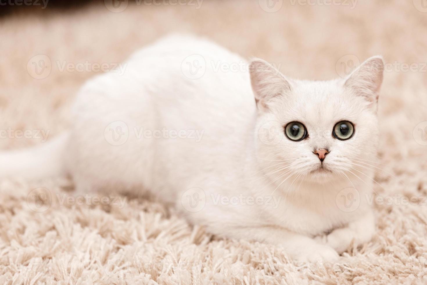 chat persan blanc aux yeux bleus allongé sur un tapis blanc en fourrure à la maison photo