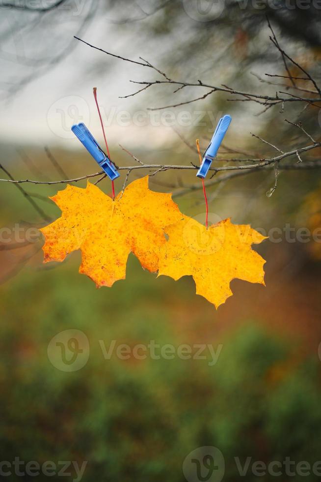 feuille d'érable d'automne jaune et pince à linge bleue sur une branche d'arbre avec fond de ciel et de champ vert. image atmosphérique de la saison d'automne. beau fond d'automne. concept de temps d'automne. mise au point sélective. photo