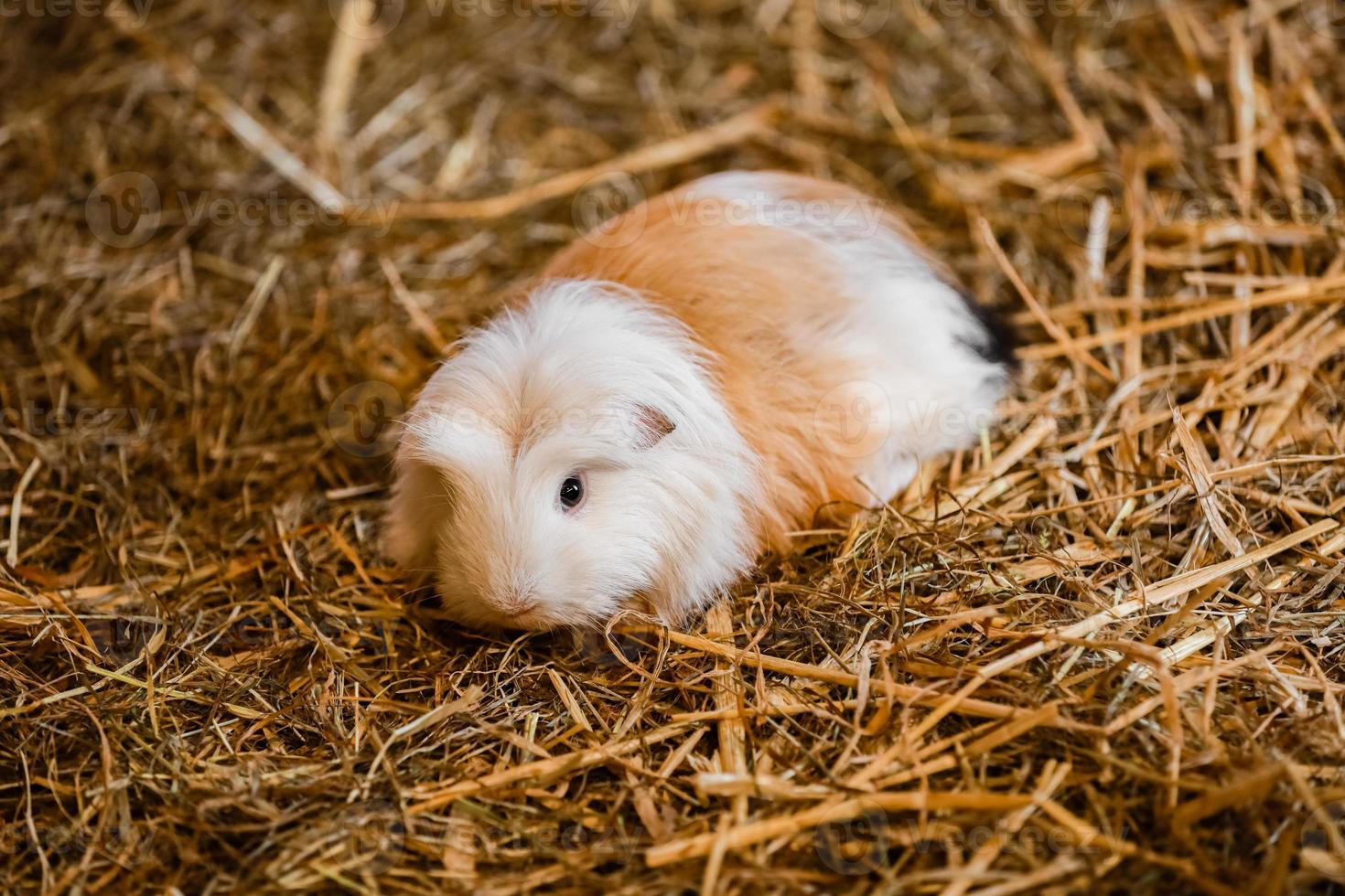 joli cochon d'inde rouge et blanc en gros plan. petit animal de compagnie dans sa maison. cochon d'inde dans le foin photo