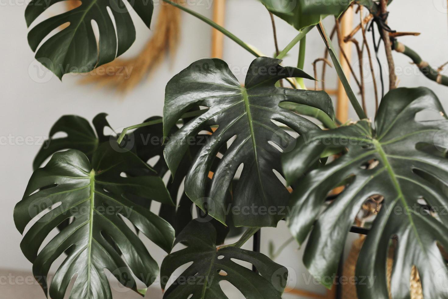 grande feuille verte pour l'arrangement floral. feuille de monstère. choix populaire de fleuriste utilisant des feuilles de plantes exotiques de la jungle. feuilles vertes. mise au point sélective. photo