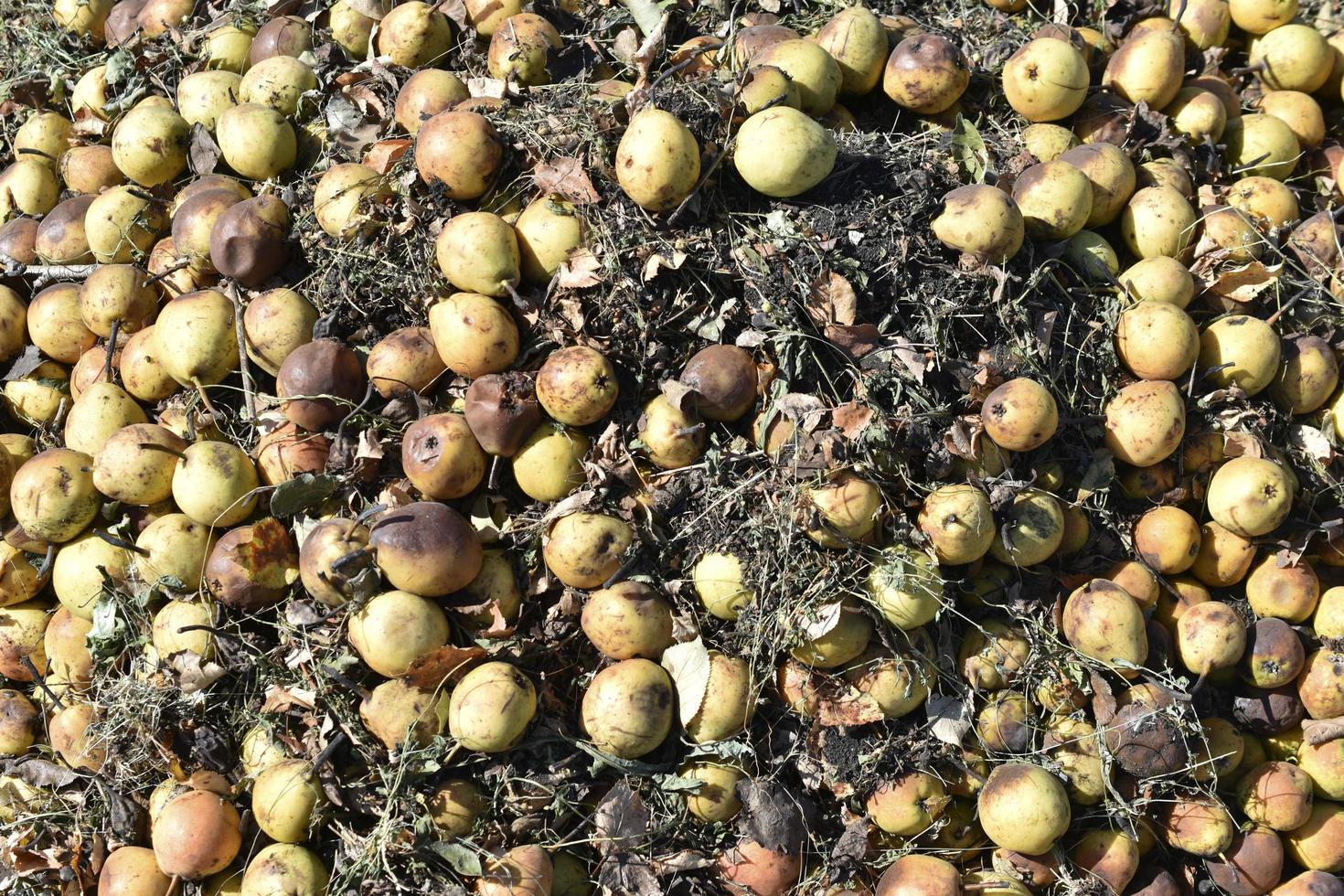 un tas de poires et de pommes pourries dans le sol photo