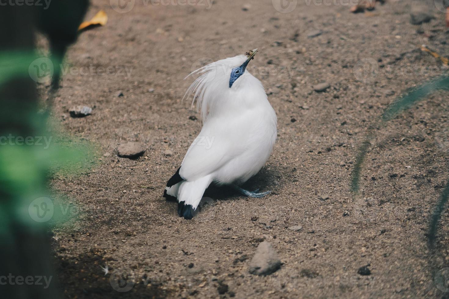 bali myna ou jalak bali. oiseau en voie de disparition et endémique d'indonésie photo