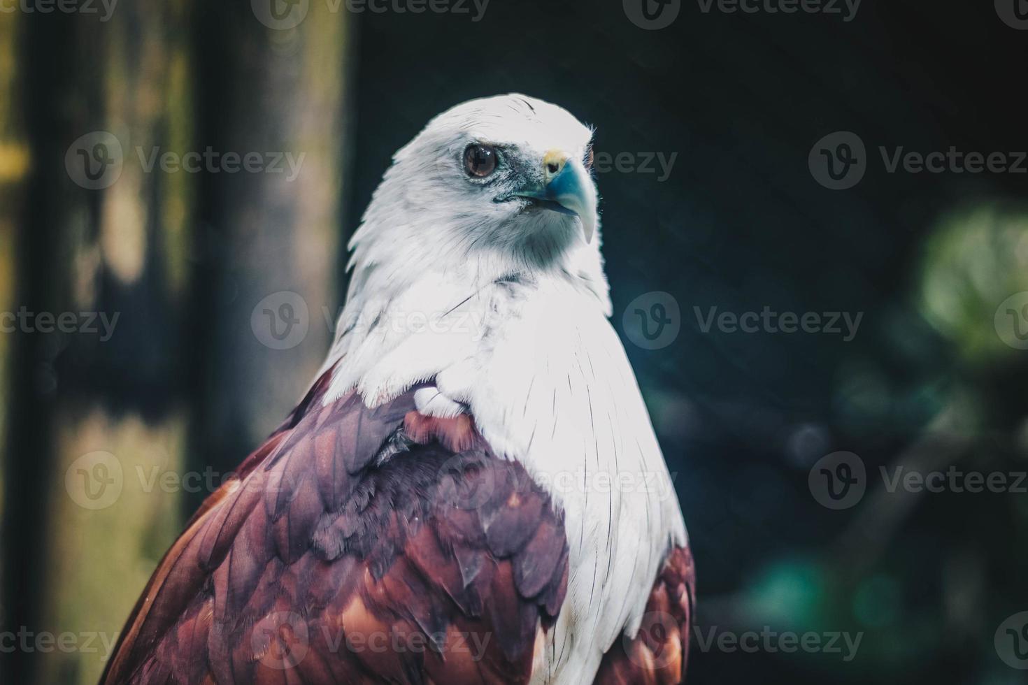 cerf-volant brahminy ou elang bondol. oiseau de proie. photo