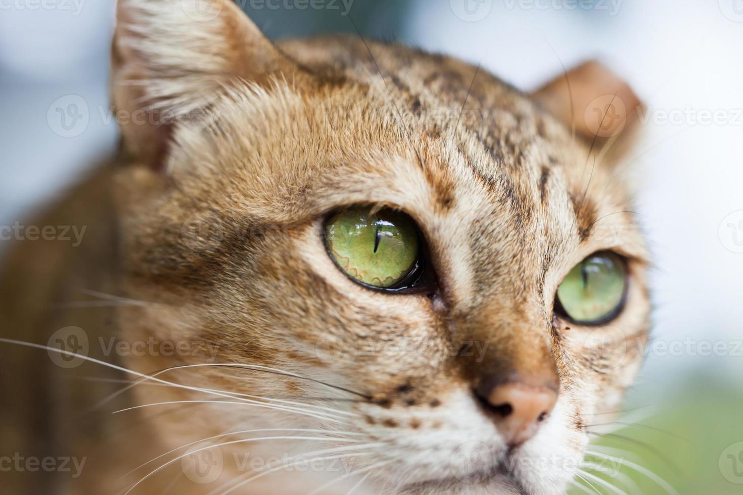oeil de chat, chat bengal en marron clair et crème photo