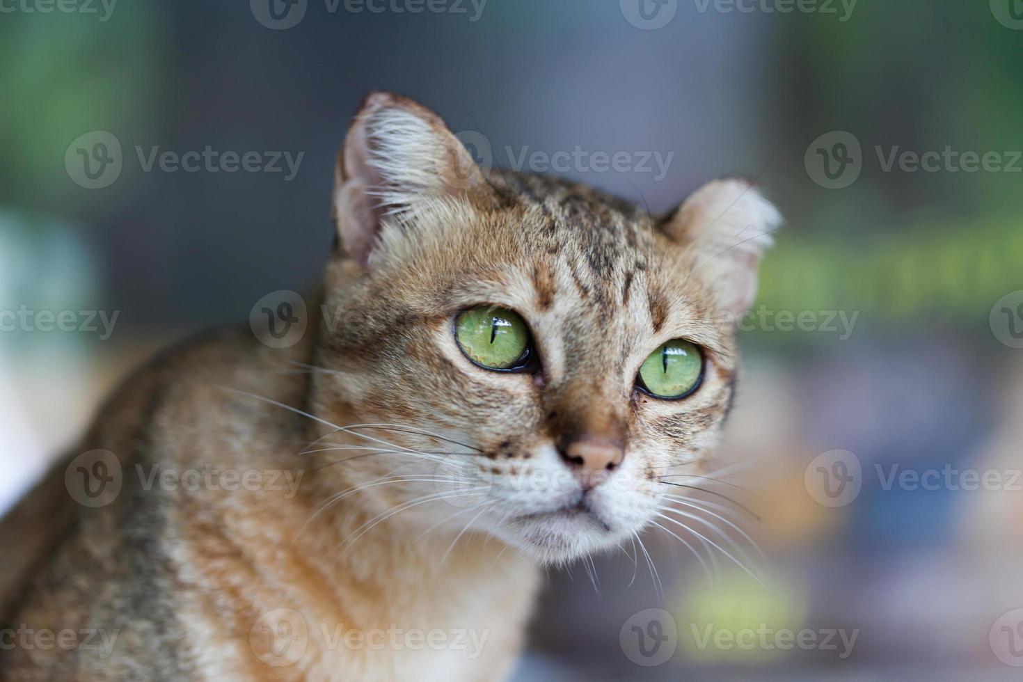 chat bengal marron clair et crème photo