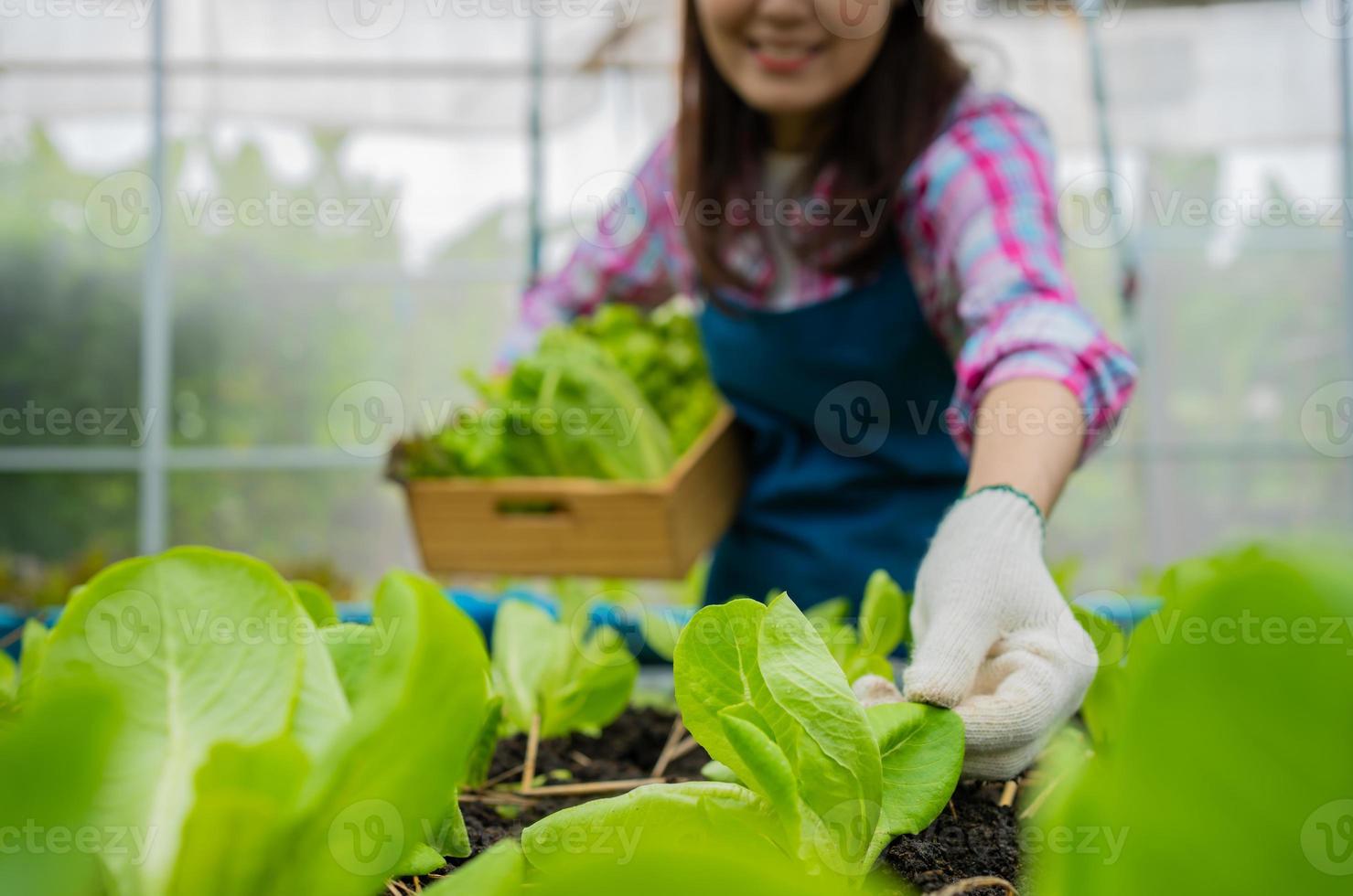 agricultrice tenant un panier de salade de légumes frais et vérifiant les légumes pour trouver des ravageurs dans une ferme biologique dans un jardin de serre, concept d'agriculture biologique pour la santé, nourriture végétalienne. photo