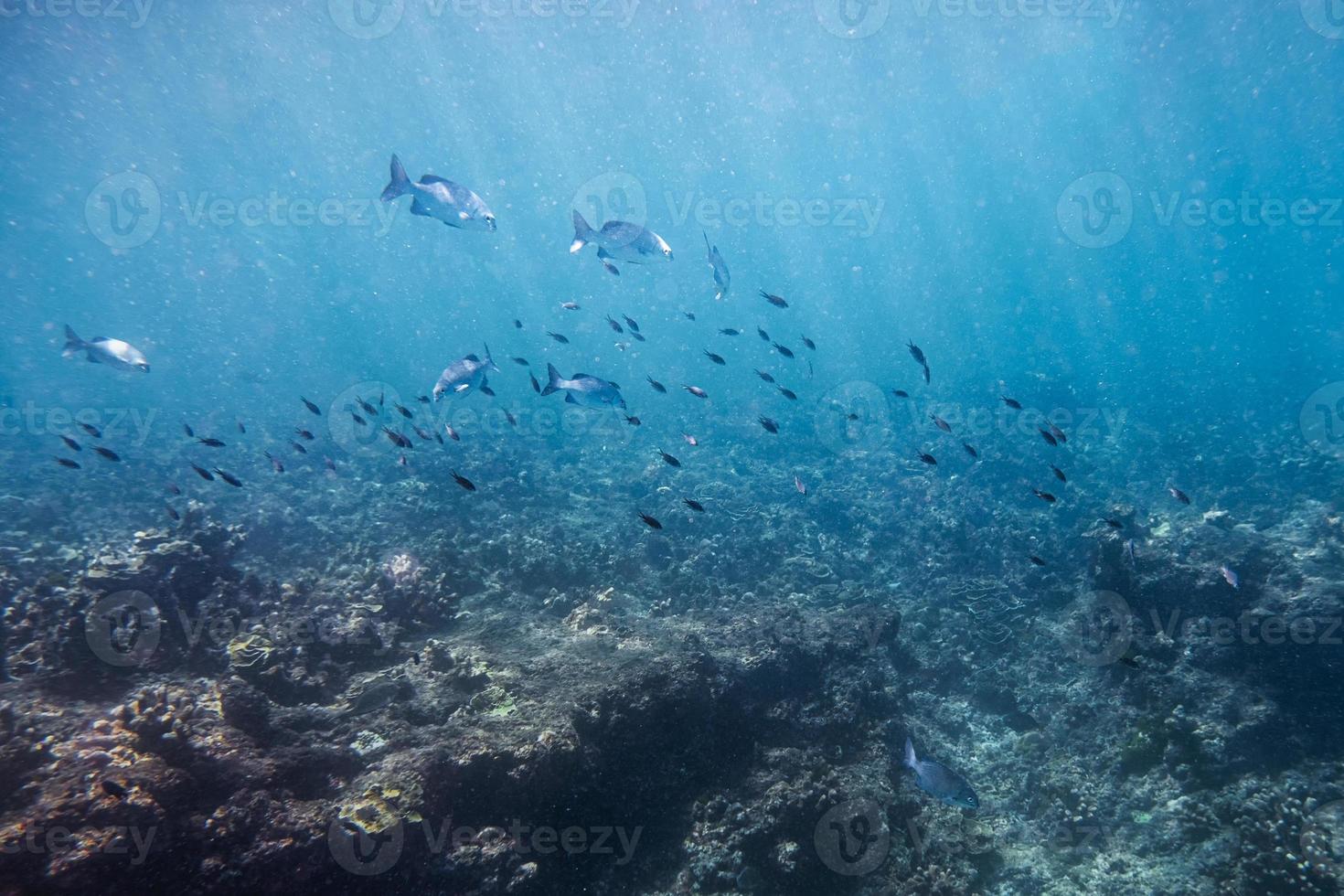 Banc de poissons nageant sur les récifs coralliens de la mer photo