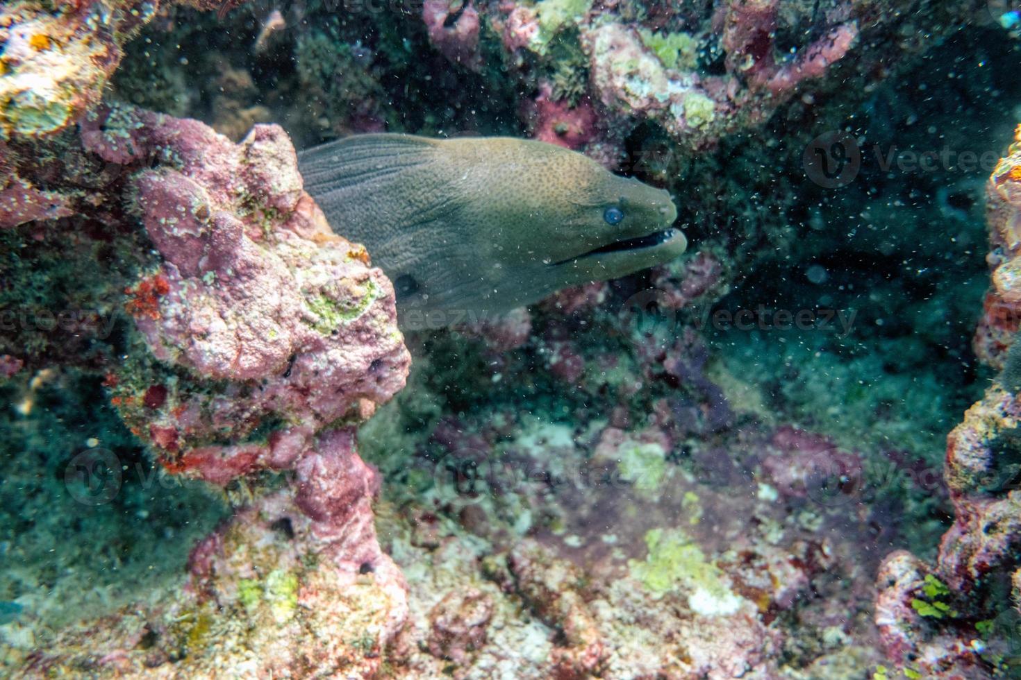 murène se cachant dans les récifs coralliens photo