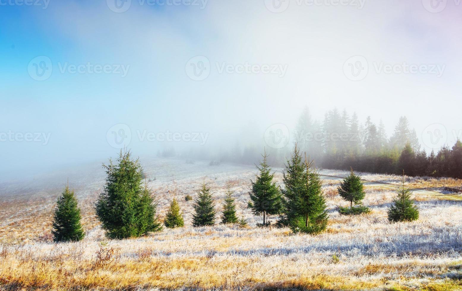 paysage d'hiver éclairé par la lumière du soleil. scène dramatique. brouillard scénique photo