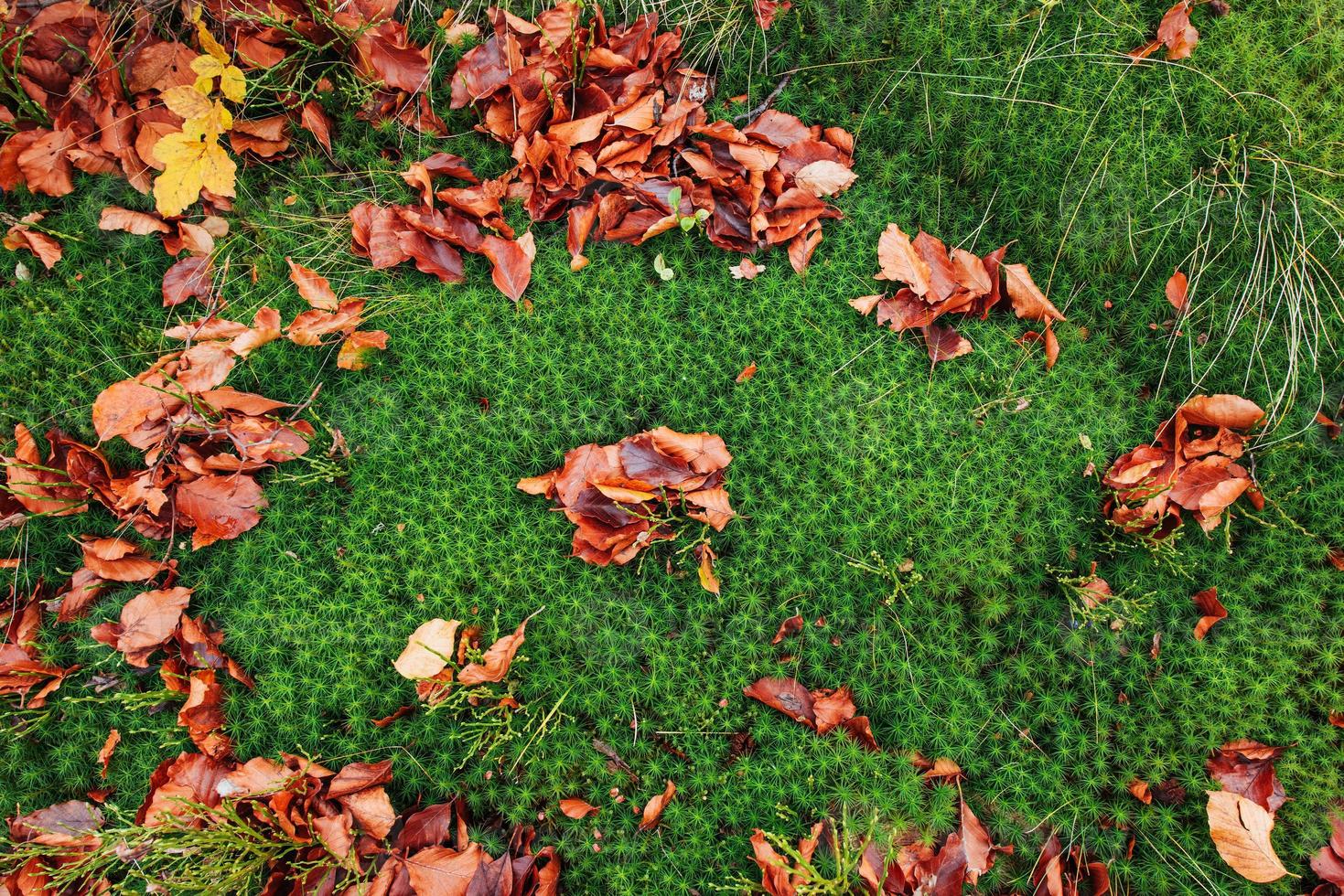 feuille d'érable rouge sur le sol de mousse verte photo