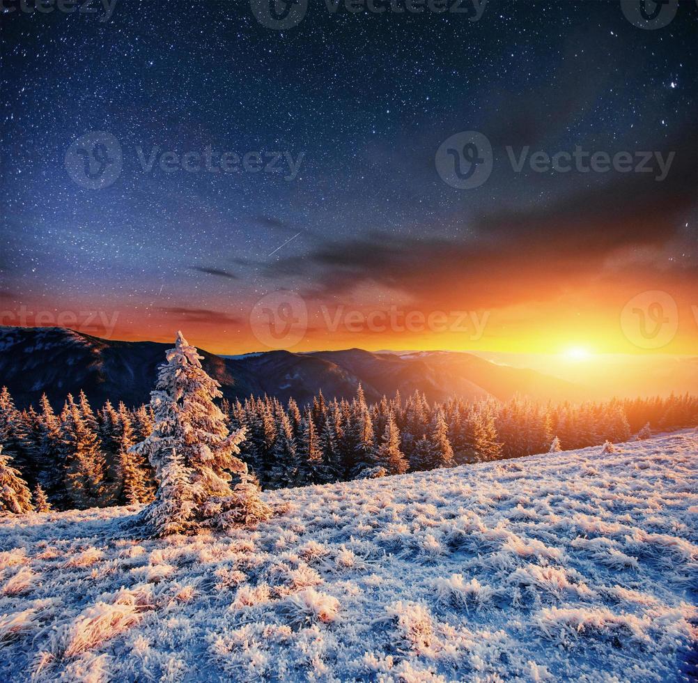 randonnée des étoiles laitières dans les bois d'hiver. photo