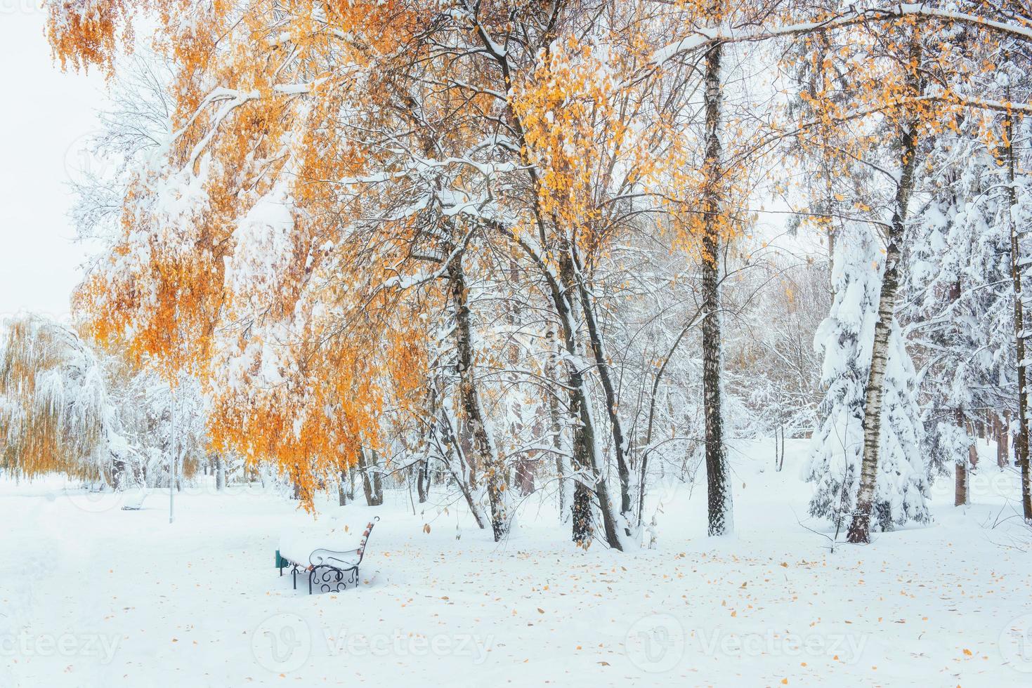 arbres enneigés avec des feuilles d'automne et des bancs dans la ville pa photo