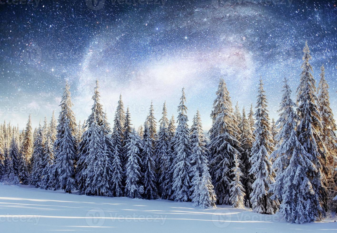 randonnée des étoiles laitières dans les bois d'hiver. sc dramatique et pittoresque photo