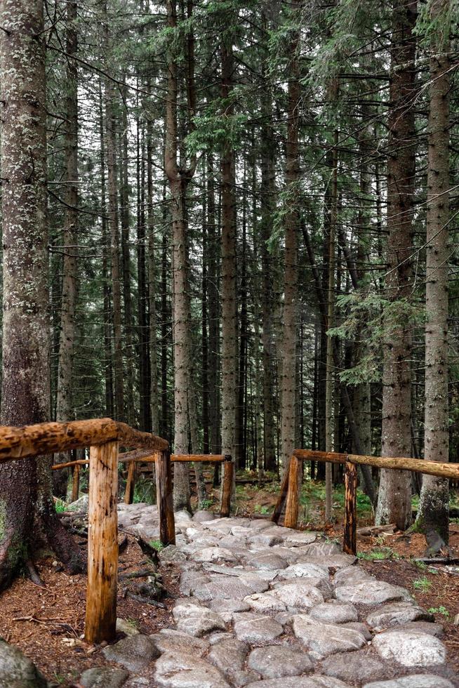 chemin de pierre dans une forêt de montagne. morske oko, pologne, europe photo