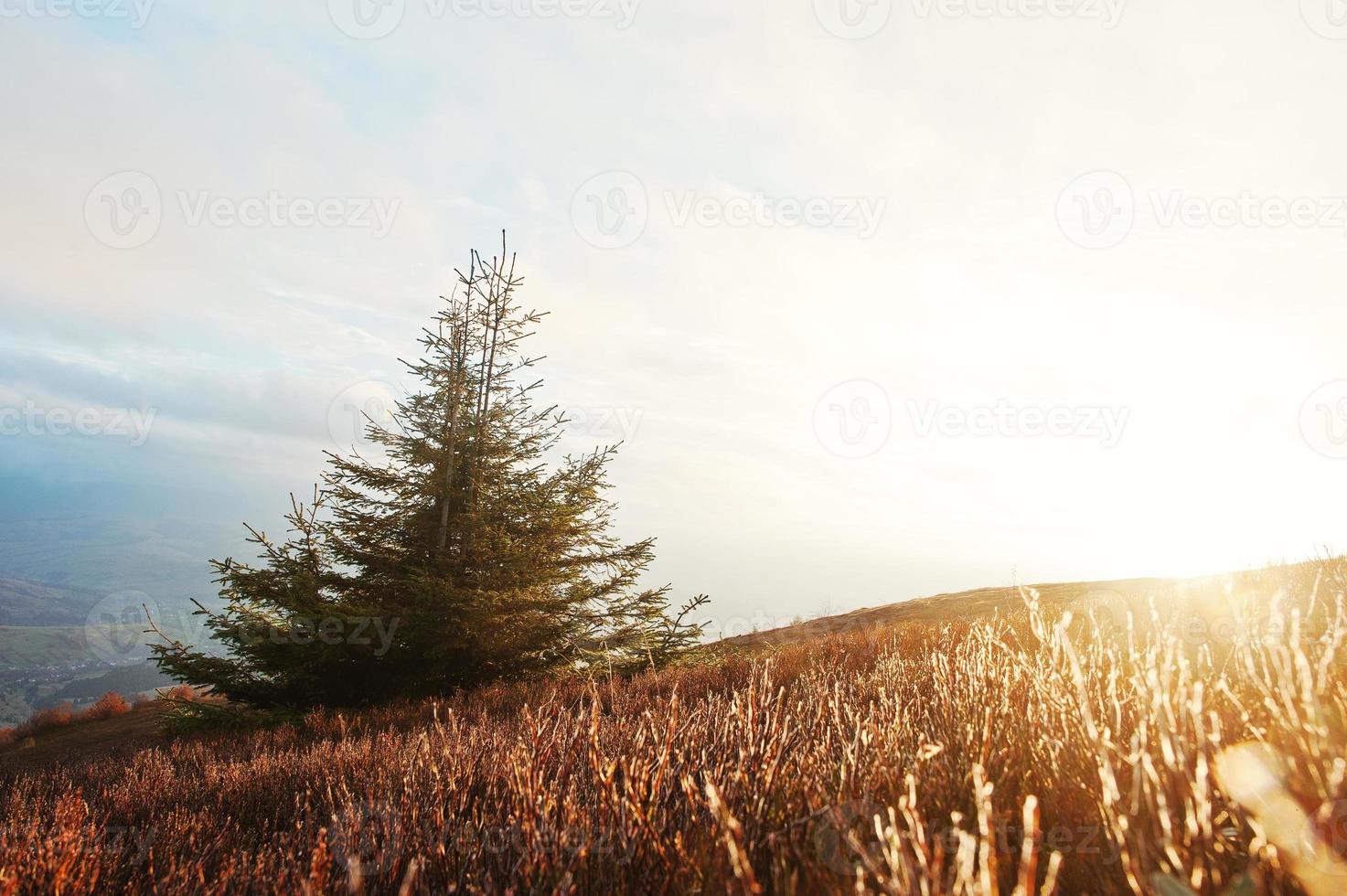 arbre du nouvel an avec du givre au lever du soleil majestueux dans le paysage des montagnes. photo