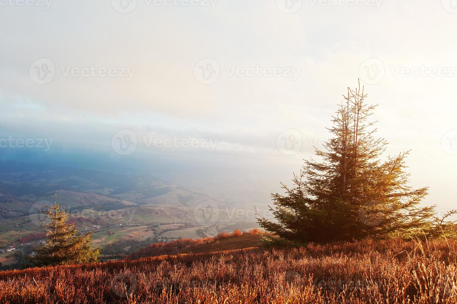 arbre du nouvel an avec du givre au lever du soleil majestueux dans le paysage des montagnes. photo