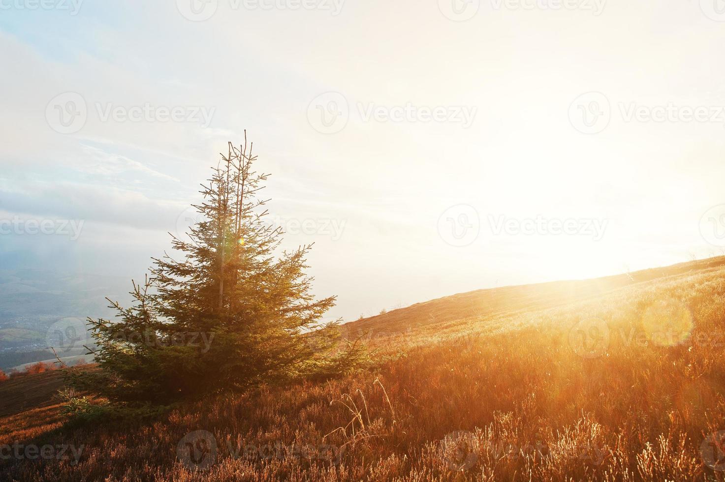 arbre du nouvel an avec du givre au lever du soleil majestueux dans le paysage des montagnes. photo