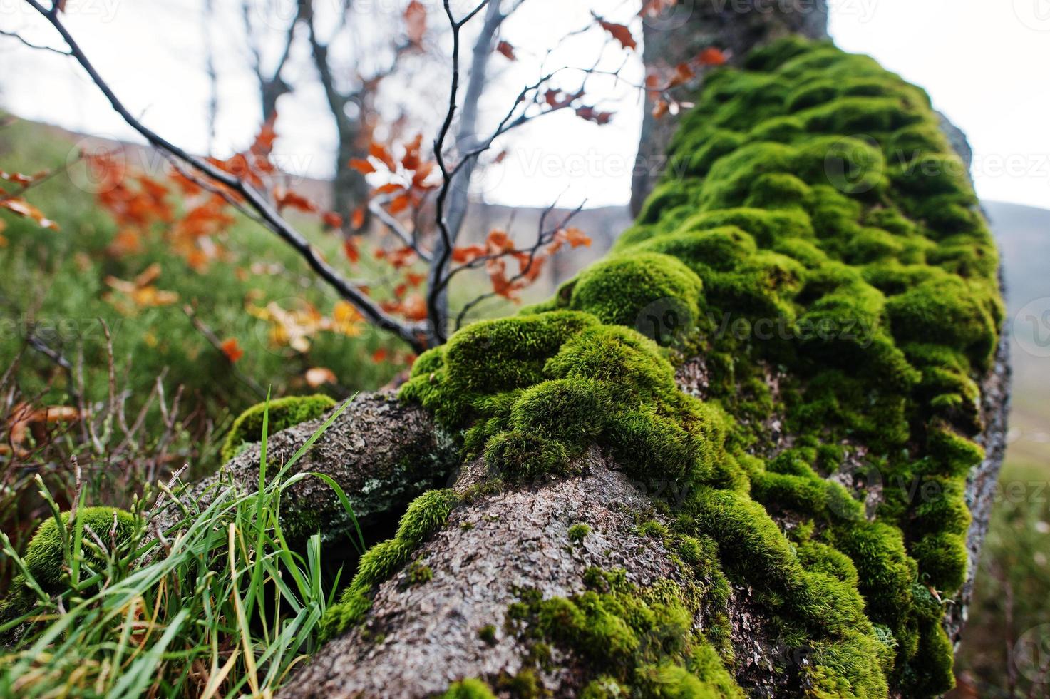 mousse sur l'écorce de l'arbre à la racine. photo