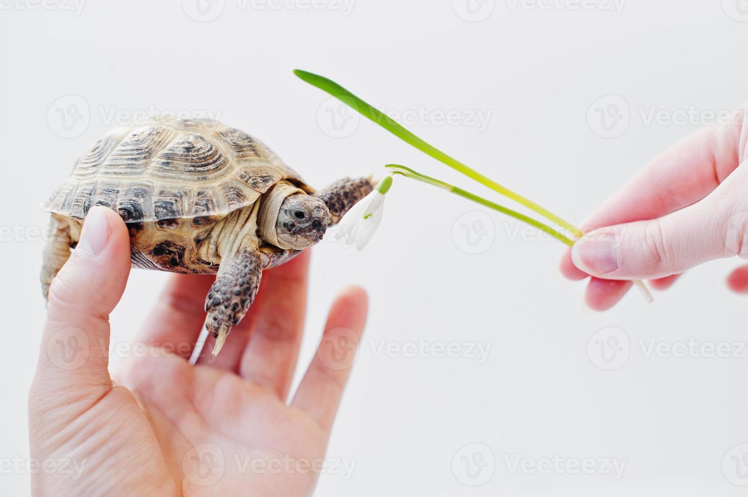 tortue terrestre asiatique à portée de main de l'homme et des perce-neige isolés sur blanc. nature et concept humain. photo