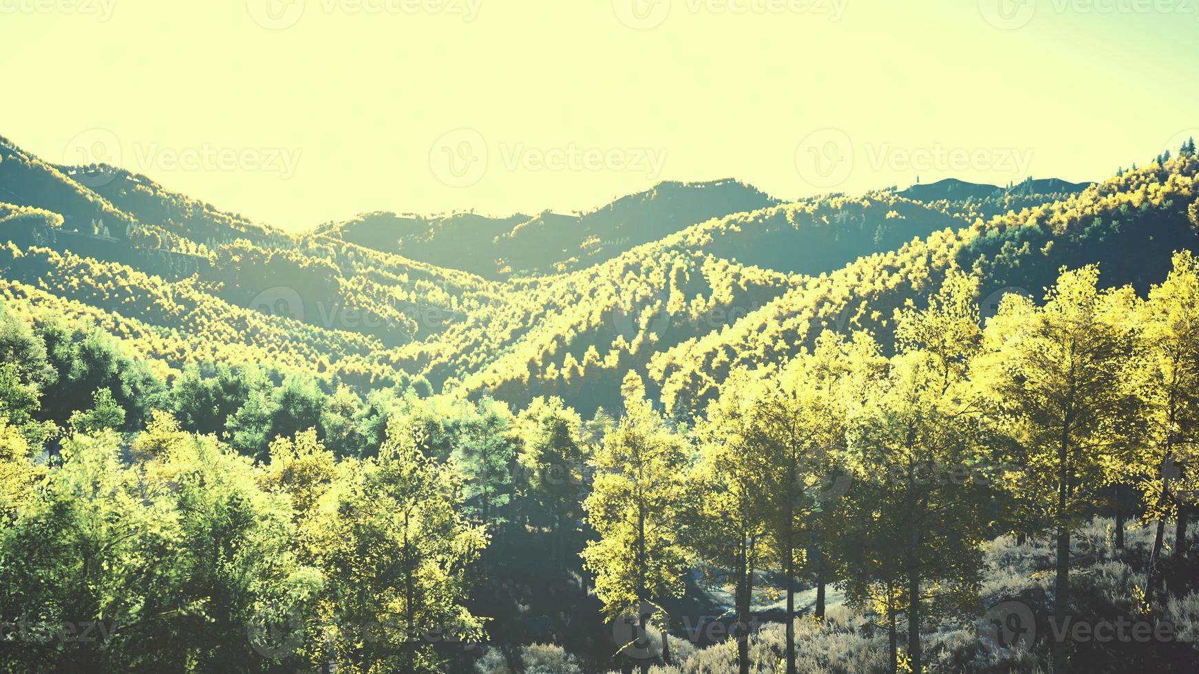 vue aérienne par drone d'une forêt de montagne avec des arbres d'automne colorés photo