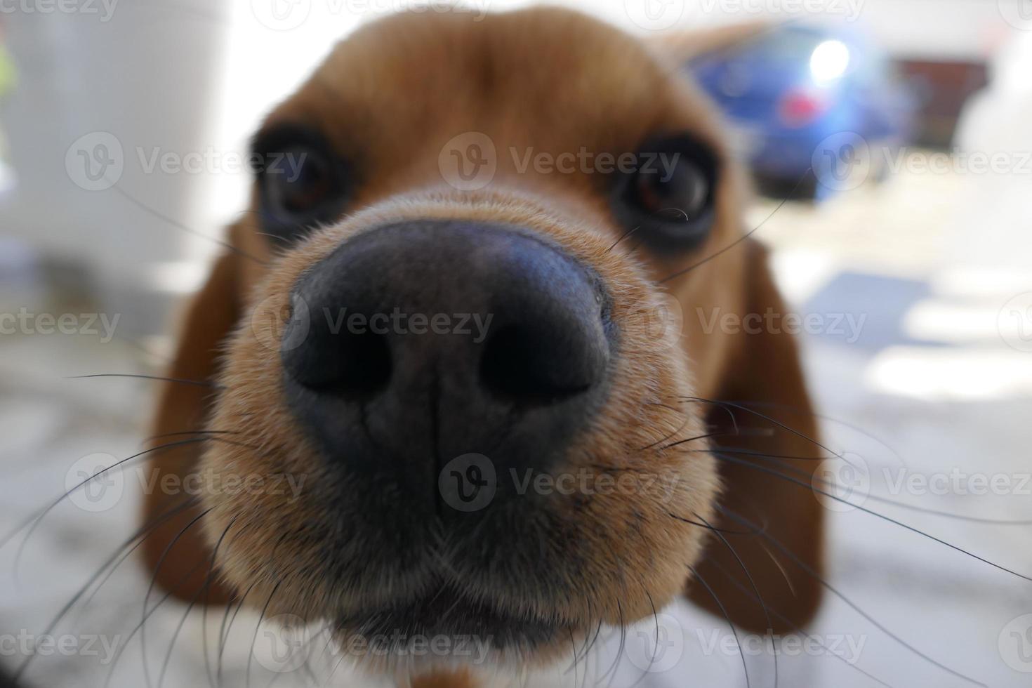 petite tête de chien marron et blanc photo