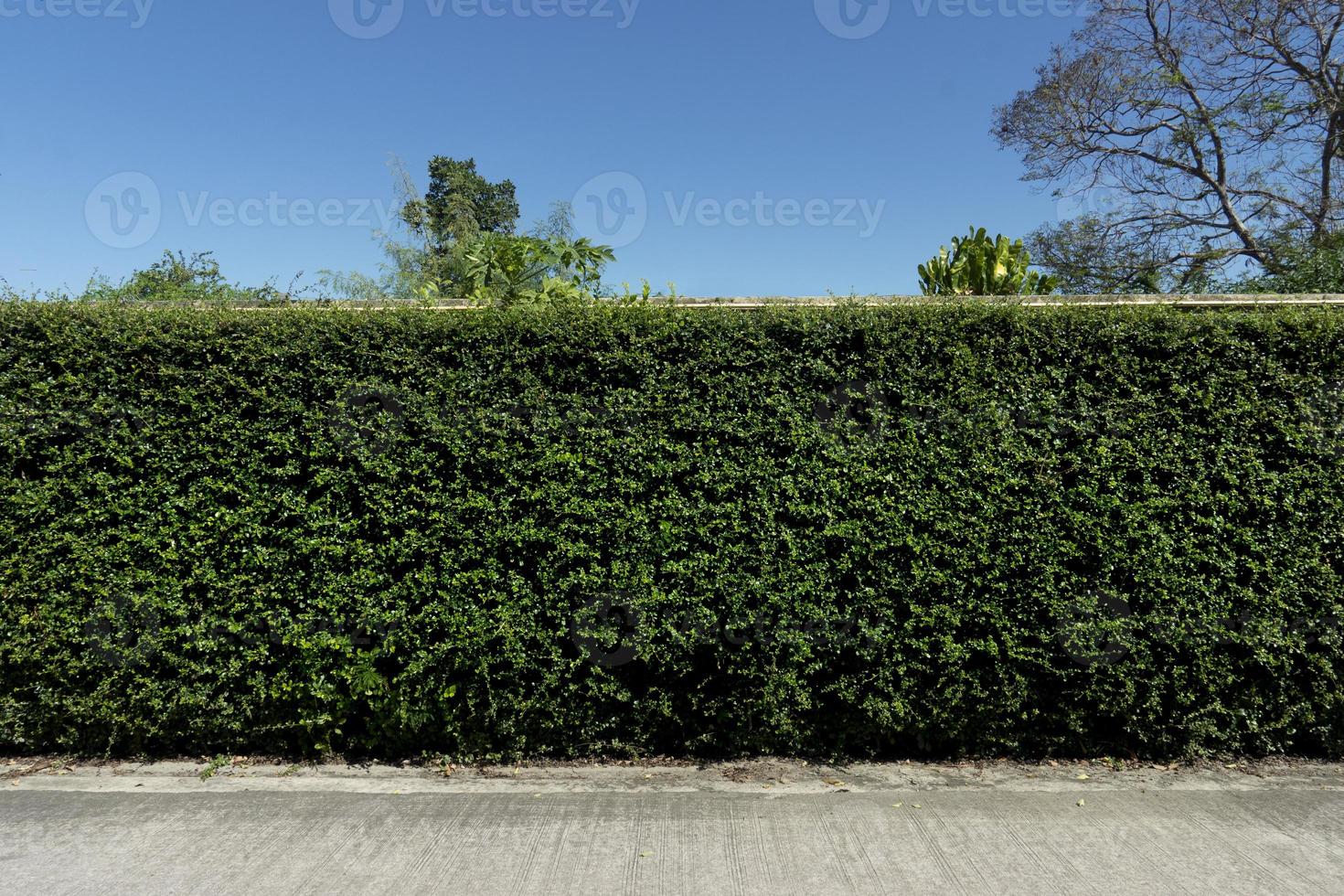 vue horizontale de la route en béton. fond de thé eukien avec des arbres sous le ciel bleu. photo