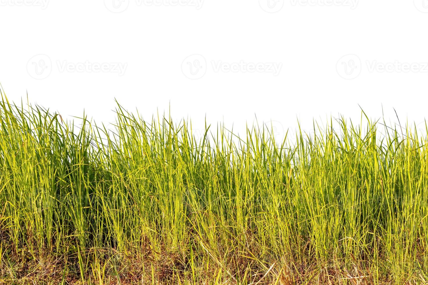 herbe verte isolée sur fond blanc avec un tracé de détourage. photo