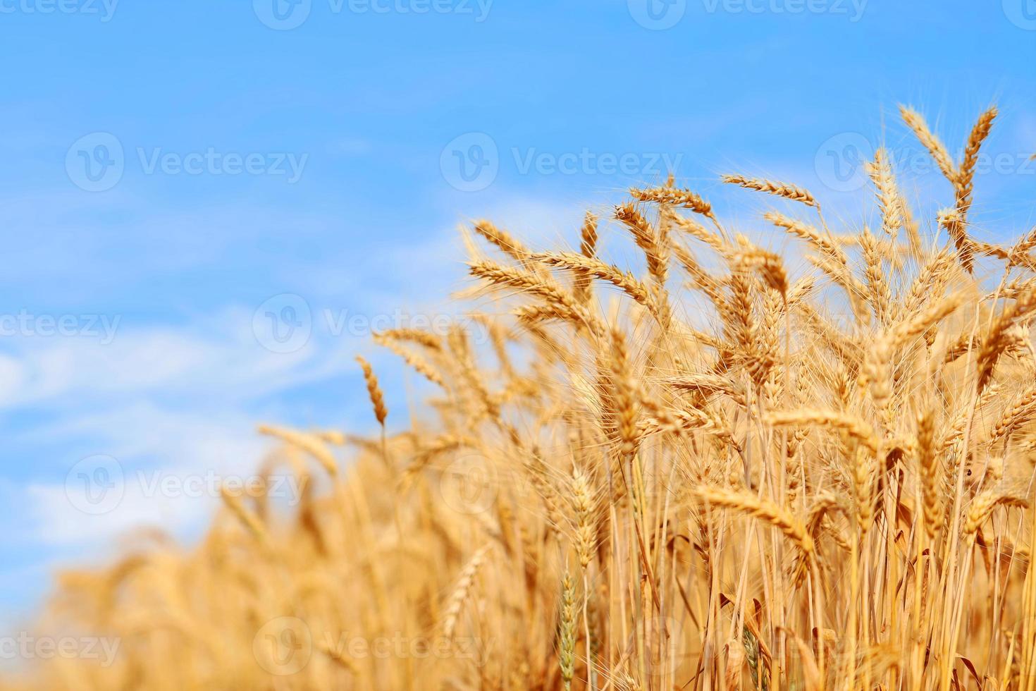 champ de blé doré au coucher du soleil avec un ciel bleu vif. ferme agricole et concept agricole photo