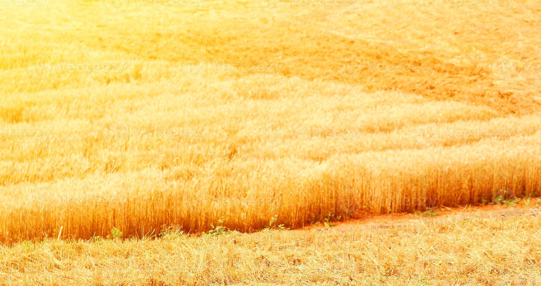champs de blé doré. le blé bien mûr est prêt à être récolté. avoine, seigle, orge. culture du blé. photo