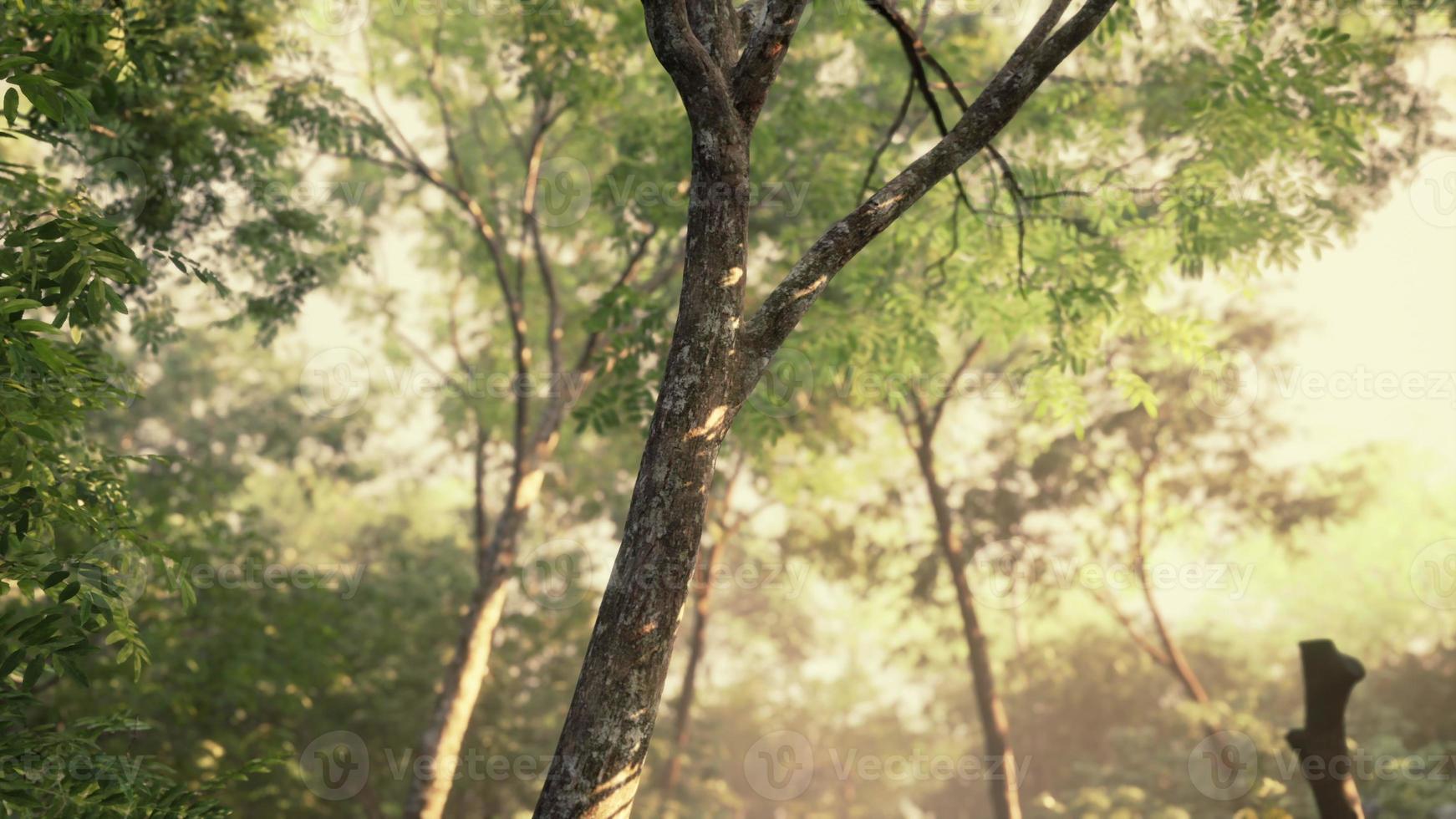 forêt mystique colorée avec rayon de soleil et lumière parasite le matin photo