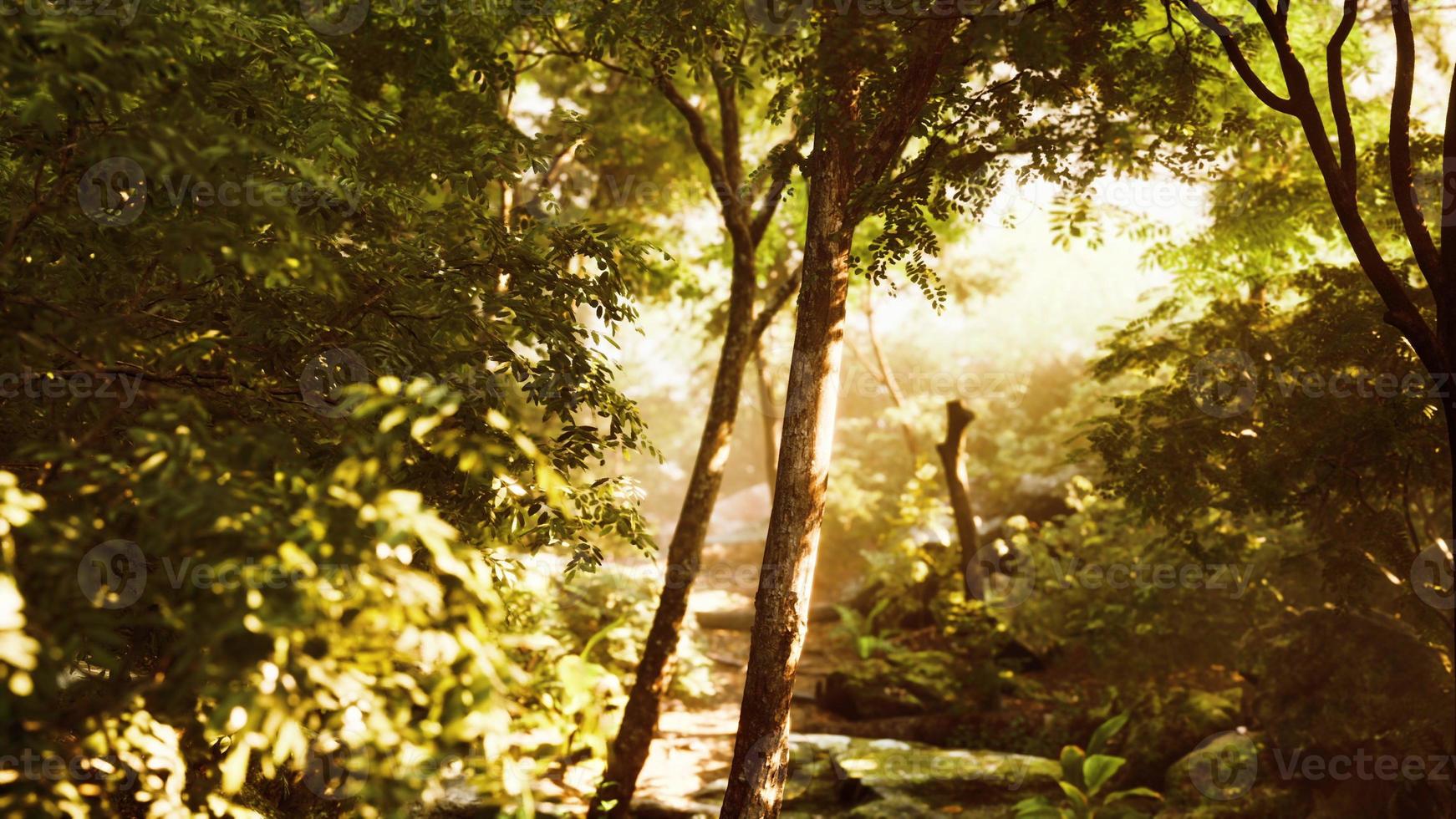 belle clairière de forêt verte à la lumière du soleil photo