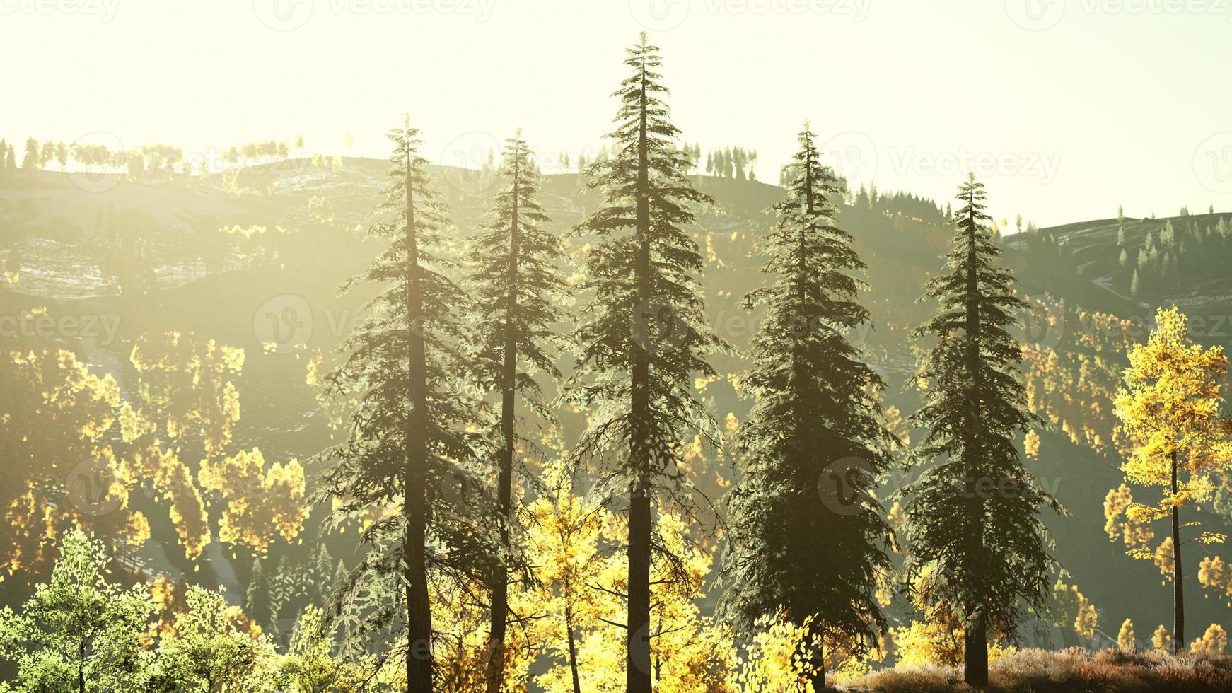 vallée de montagne avec forêt de pins contre les crêtes lointaines photo