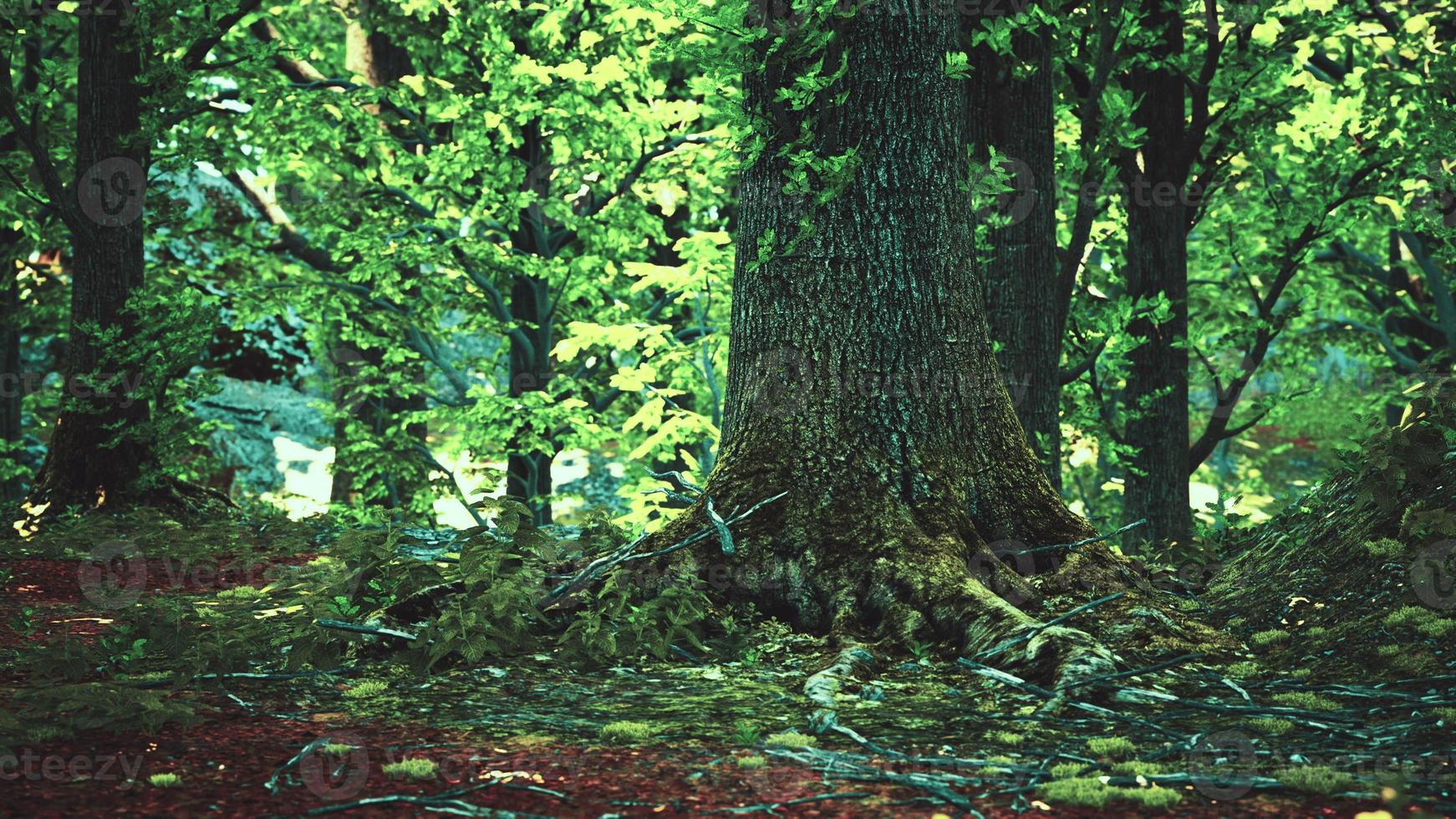 paysage de forêt verte avec le soleil projetant de beaux rayons à travers le feuillage photo