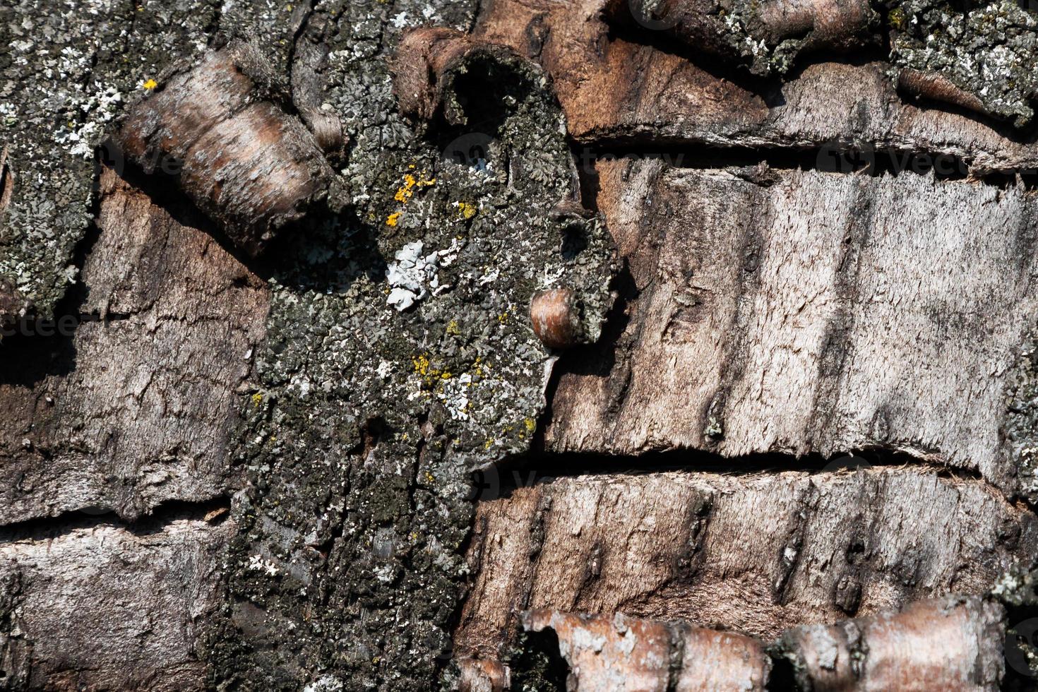 texture abstraite du bois. toile de fond grunge de surface. motif effet bois sale. fond matériel. photo