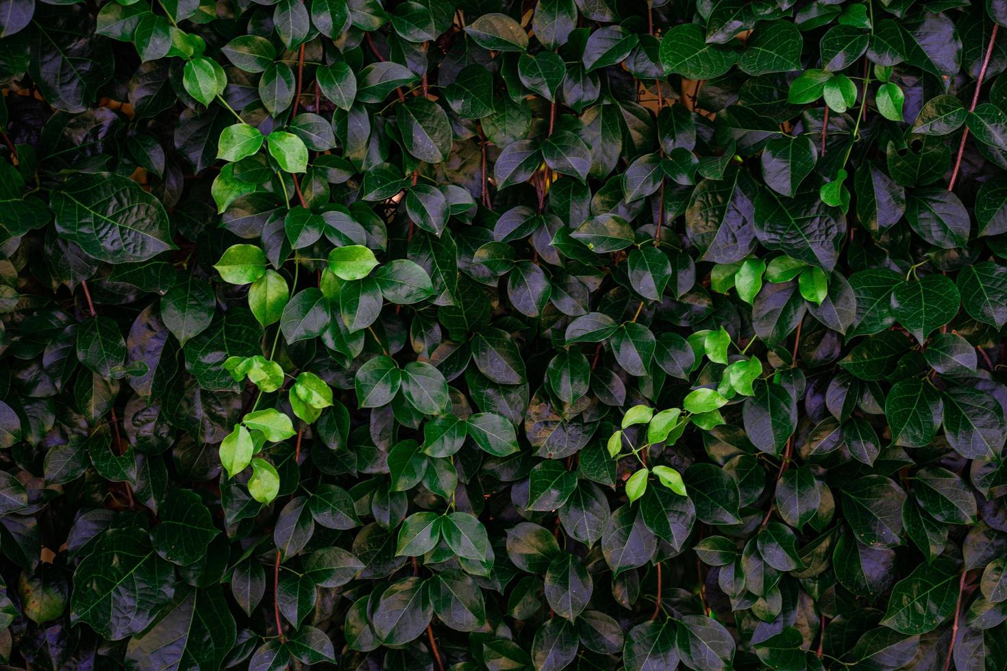 toile de fond de mur naturel de feuilles vertes. photo