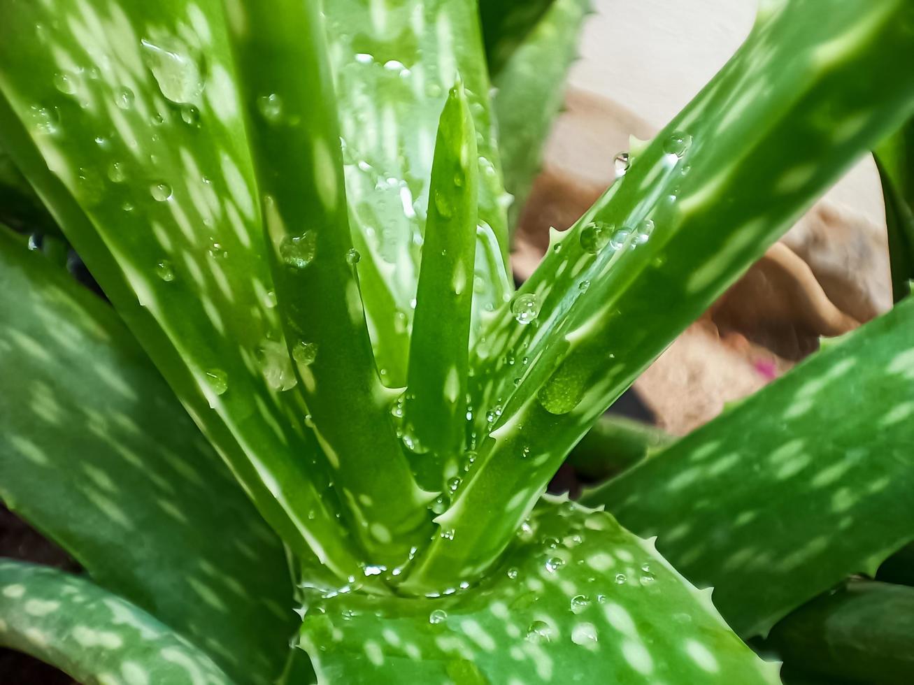 vue rapprochée de l'aloe vera vert photo