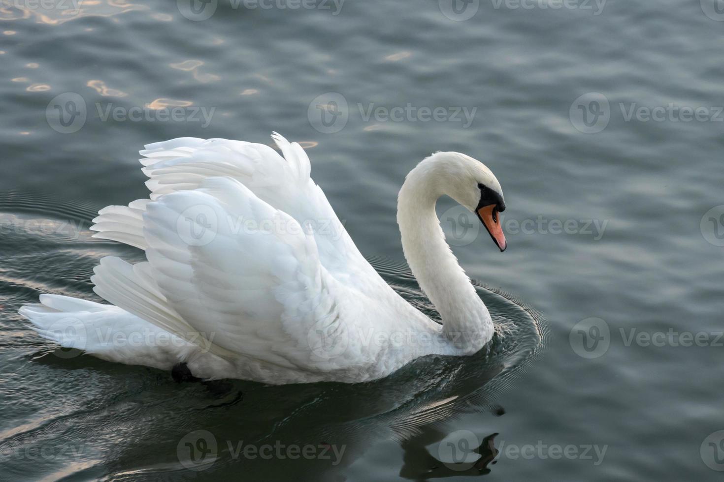 cygne sur le lac majeur photo